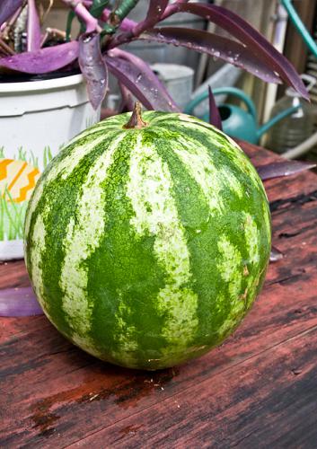 Clear Creek Farm Organic Melon